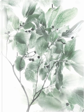 Fine Art Canvas Berry Blush I Canvas Wall Decor by Artist Irene Weisz for Living Room, Bedroom, Bathroom, Kitchen, Office, Bar, Dining & Guest Room - Ready to Hang - 42 in x 56 in