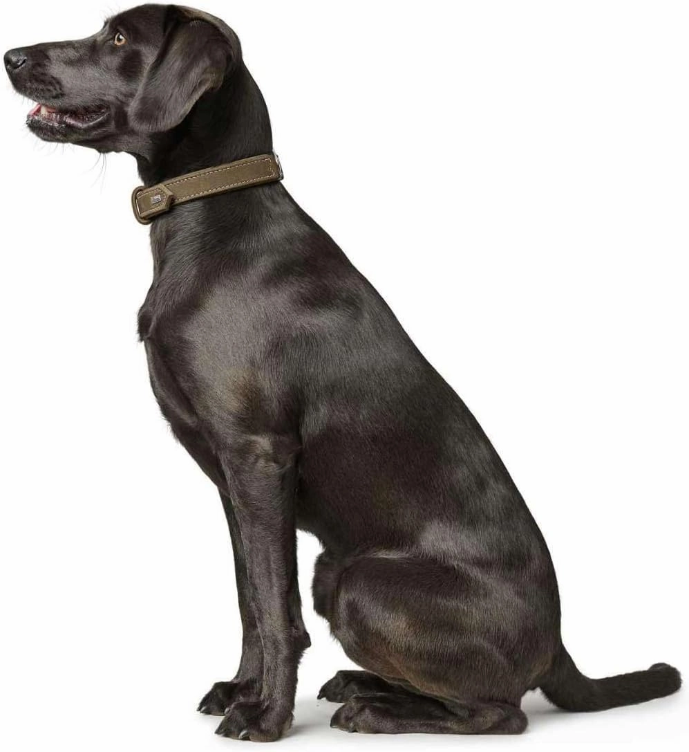 HUNTER Hunting Dog Collar, Leather, Nubuck, Robust, Soft, 60/M - L, Olive