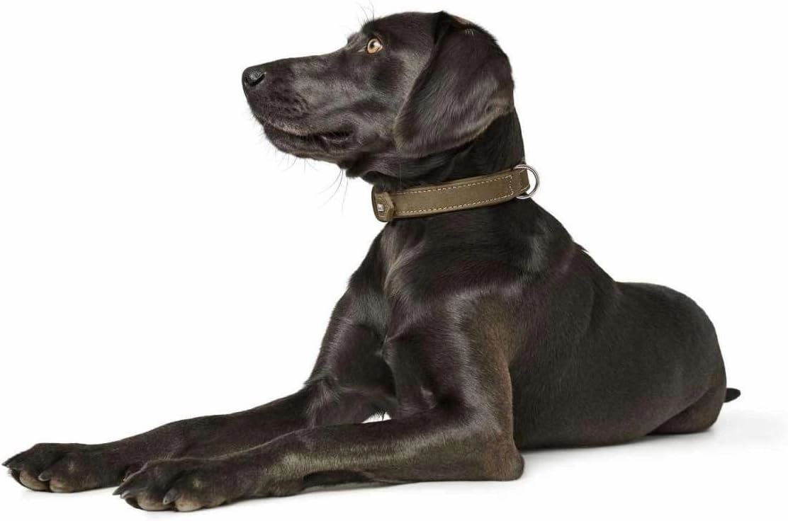 HUNTER Hunting Dog Collar, Leather, Nubuck, Robust, Soft, 60/M - L, Olive