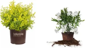 Southern Living Sunshine Ligustrum 2 Gallon & Perfect Plants Frostproof Gardenia Live Plant, 1 Gallon Pot