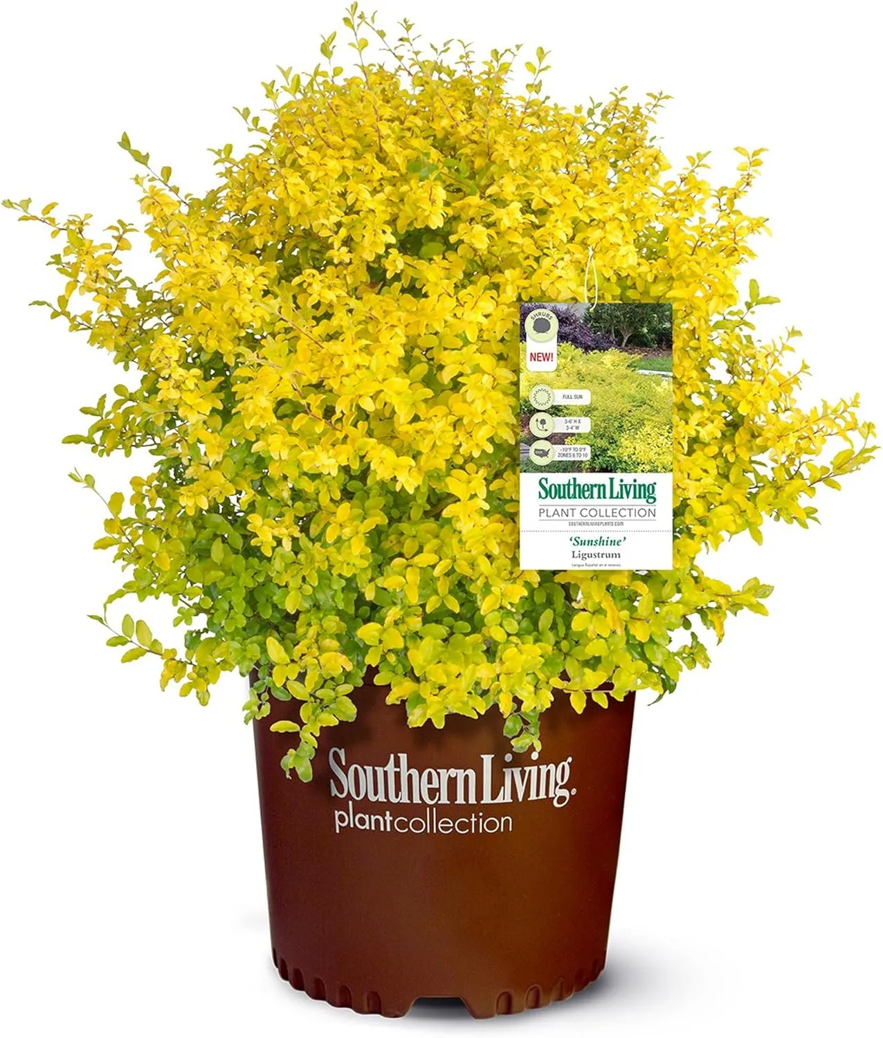 Southern Living Sunshine Ligustrum 2 Gallon