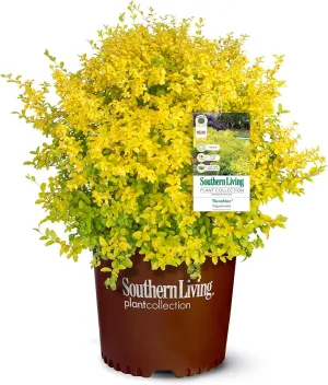 Southern Living Sunshine Ligustrum 2 Gallon